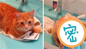 喵星人,貓,毛小孩,電動牙刷,按摩,馬殺雞,享受
(臉書 https://goo.gl/7NBI1J)