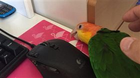 鸚鵡-推特-https://twitter.com/masubirds/media