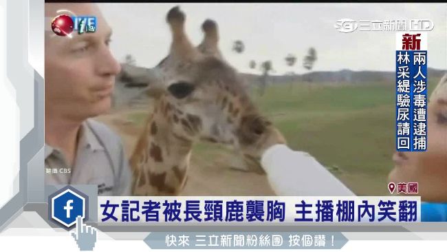 女記者動物園直播　長頸鹿公然襲胸