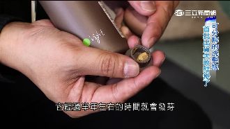 全球最綠洗髮精　MIT環保驚艷北歐