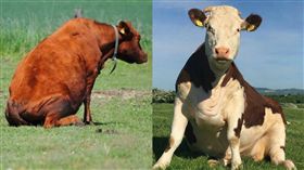 牛,乳牛,狗,坐姿,模仿,Instagrams,毛小孩 圖/翻攝自cowssittinglikedogs IG