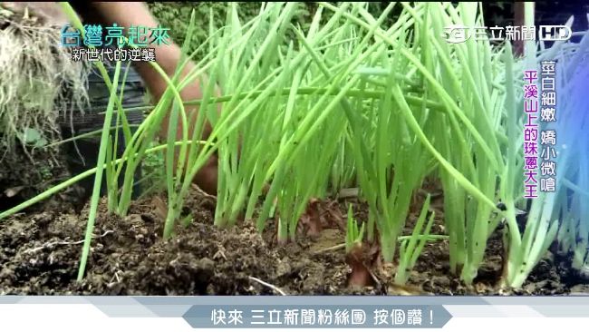 為父返家栽種珠蔥　開發副產品搶商機