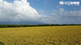 晴天、太陽、好天氣、晴朗、稻田（圖／記者張碧珊攝）
