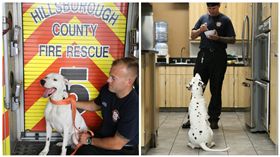 「我走失了！」聰明大麥町犬走失　跑到消防站「報案」
圖/翻攝自The Dodo