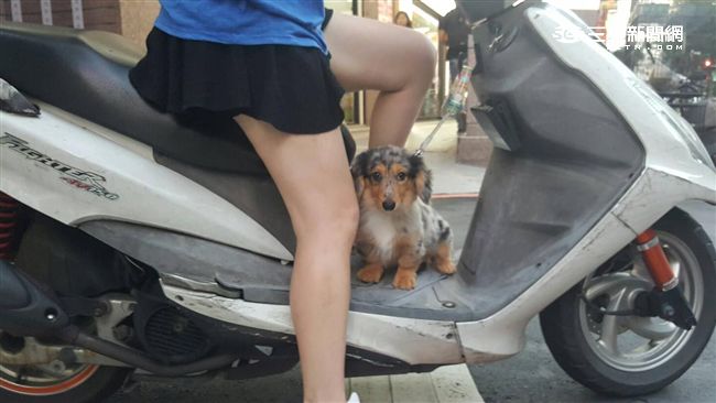 陽台不能養狗？　動保處澄清