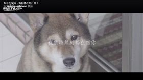 WebtvasiaTaiwan狗狗實境秀