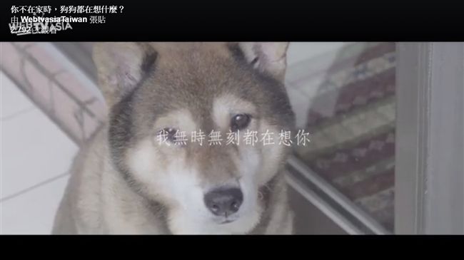 狗狗顧家想著主　卻是為了這個原因