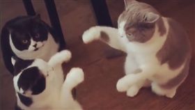  貓咪打架使出「化骨綿綿掌」/翻攝自olle.lillebror.ferdinand IG