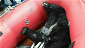 台灣黑熊陳屍河床＿中央社