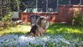尼爾森設法讓炎熱的德州夏天下雪/翻攝自https://www.instagram.com/p/BKbVLhaD-Fc/?taken-by=forpawz