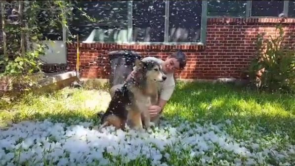 癌末狗想玩雪　主人在夏天完成牠願望