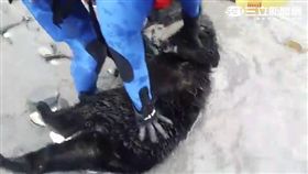 台灣黑熊,斷掌,死亡（圖／翻攝畫面）