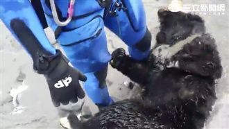 捕獸夾害命！台灣黑熊似失血溺斃