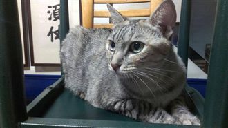 貓咪晚上不睡覺怎麼辦？獸醫建議……