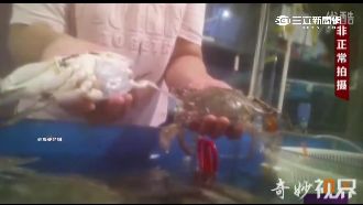 陸黑心店用手指操控　死蟹裝活蟹賣