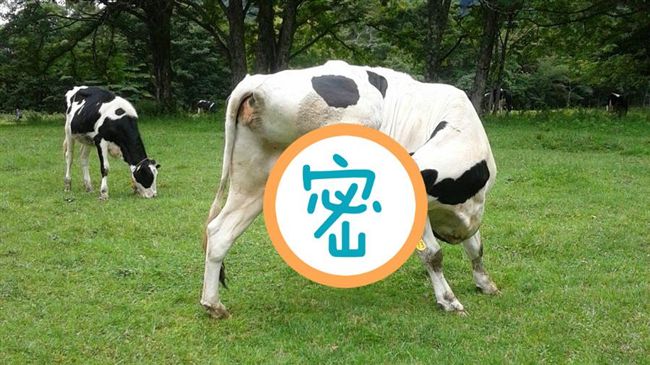 筋骨超軟Q！乳牛霸氣喝奶照驚呆網友