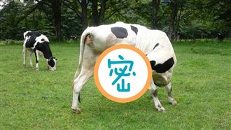 筋骨超軟Q！乳牛霸氣喝奶照驚呆網友