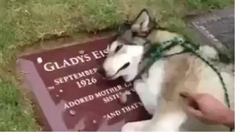 馬麻快回來！哈士奇躺主人墓碑痛哭