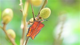 荔枝椿象。（圖／攝影者Ares Hsu, flickr CC License ）

https://www.flickr.com/photos/nokia32/27114976654/in/photolist-Hj4kTu