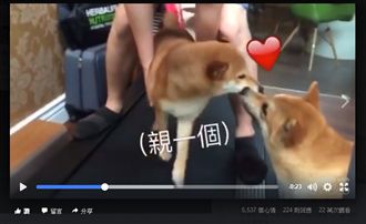 柴犬跑步機初體驗　最後一招笑翻主人