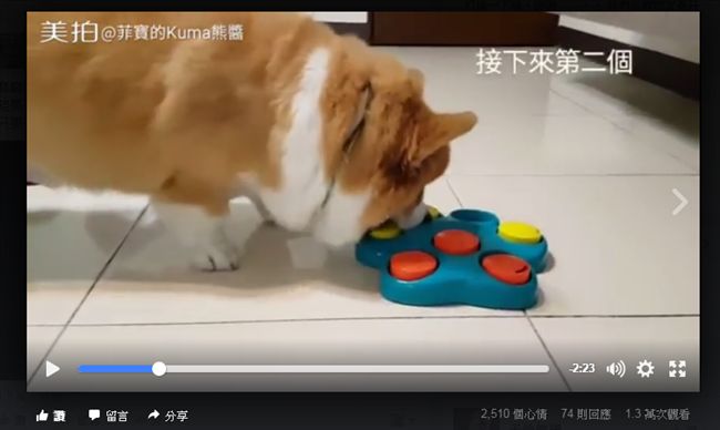 聰明柯基　零食當前誰也擋不了牠