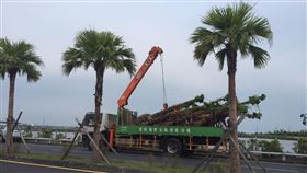 屏東種路樹／爆料公社