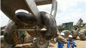 蟒蛇,巴西,巨蟒,世界紀錄,建築,工地,森蚺,水壩,造假,照片(http://www.dailymail.co.uk/news/article-3806020/Is-biggest-snake-Construction-workers-discover-10m-anaconda-Brazilian-building-site.html)