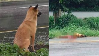 大黃狗癡等主人1年　最後卻慘死路邊