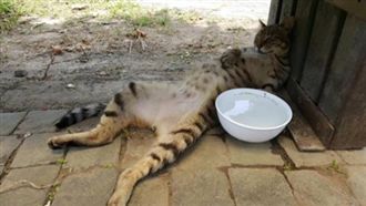 貓皇恰恰吃飽喝足　仰天大睡露肚肚