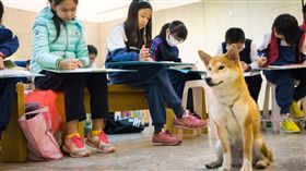 新北市推「校園伴讀犬」　有助深化動保意識及提升學習動機
圖／翻攝自新北市動保局