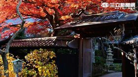 日本鎌倉楓葉＋古寺美景。（圖／樂天旅遊提供）