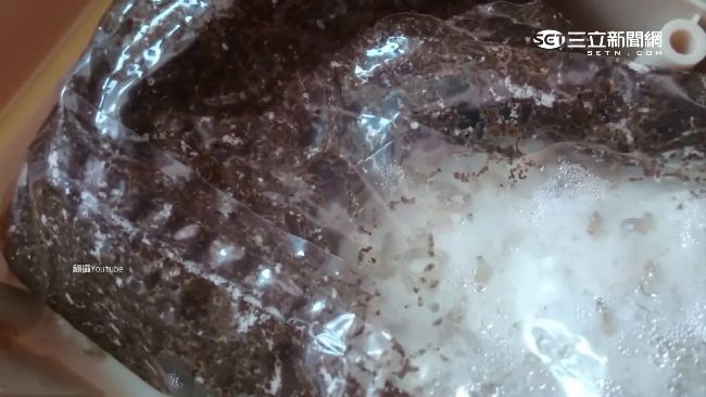 住家裝潢怕「白蟻」　專家教2招防治