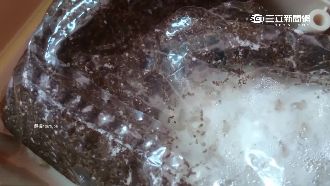 住家裝潢怕「白蟻」　專家教2招防治