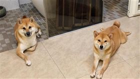 柴犬。（圖／翻攝自柴犬 我是Happy，她是蜜獎臉書）

https://www.facebook.com/twoHappyShiba/