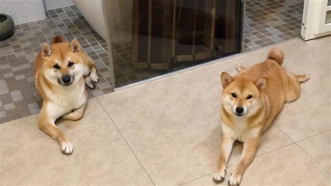 夜配聞／卡哇依柴犬　跑步機初體驗！