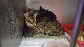 貓狗數量近期暴增  12天決定生死