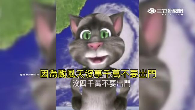 每逢颱風就有牠　搞笑湯姆貓其實是…
