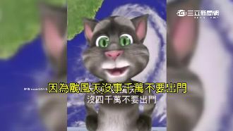 每逢颱風就有牠　搞笑湯姆貓其實是…