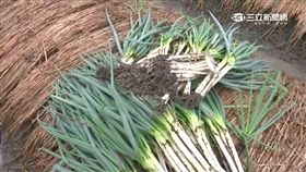 宜蘭、三星蔥、農民、農夫、農損、災害、種田
