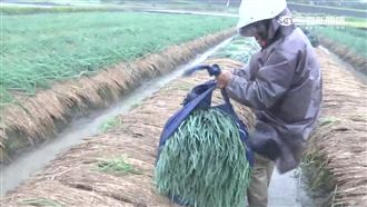 17級狂風掃宜蘭　近億元三星蔥毀了