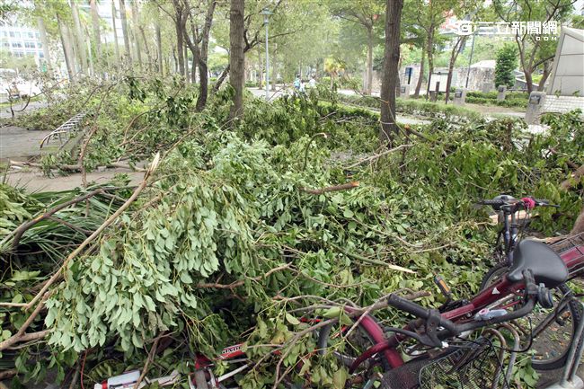 「梅姬」強風豪雨後路邊還有清不完的枝葉。（記者邱榮吉/攝影）