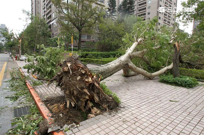 大樹吹倒在行人道上。（記者邱榮吉/攝影）