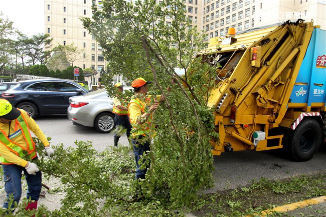 「梅姬」強風豪雨後拉垃圾車一車一車載滿掉落樹枝。（記者邱榮吉/攝影）