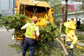 「梅姬」強風豪雨全國停班停課，除了國軍外還有環保局清潔人員辛勞的處理災後掉落滿地的枝葉，一車一車的載走，不知要何時才能清完。（記者邱榮吉/攝影）