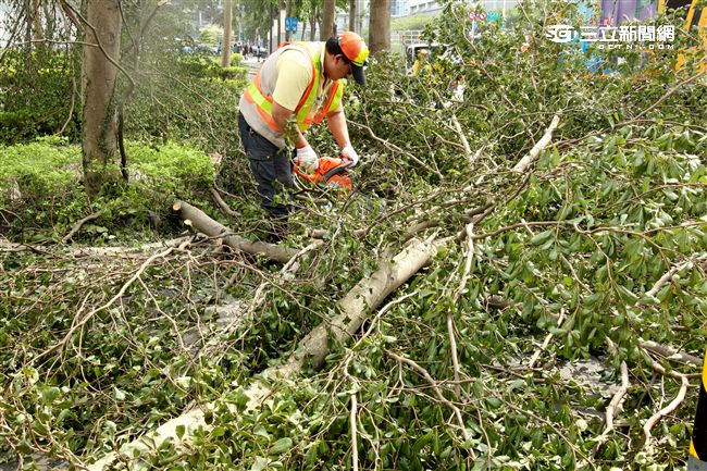 「梅姬」強風豪雨全國停班停課，除了國軍外還有環保局清潔人員辛勞的處理災後掉落滿地的枝葉，一車一車的載走，不知要何時才能清完。（記者邱榮吉/攝影）