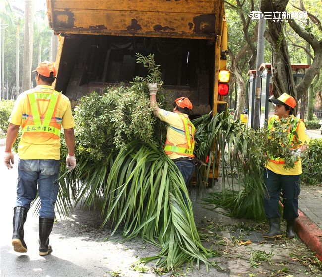 「梅姬」強風豪雨後拉垃圾車一車一車載滿掉落樹枝。（記者邱榮吉/攝影）