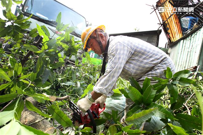 「梅姬」強風豪雨全國停班停課，除了國軍外還有環保局清潔人員辛勞的處理災後掉落滿地的枝葉，一車一車的載走，不知要何時才能清完。（記者邱榮吉/攝影）