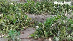 花生田被連根拔起（圖／農民提供）