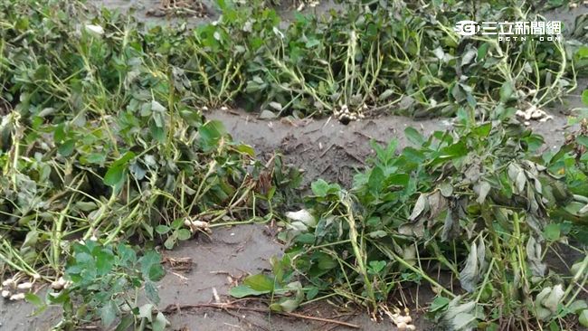 強風摧殘花生田　農民有苦說不出…