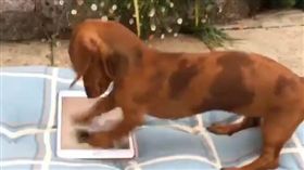 狗-Instagram-https://www.instagram.com/mayathesausage/